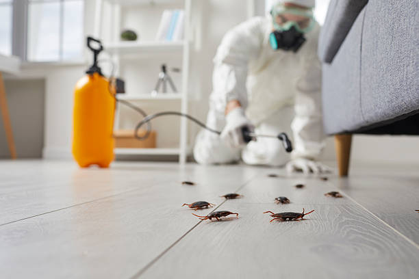 Affordable Cockroach Control solutions in Shields, MI